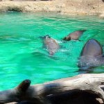 Indianapolis Zoo Celebrates National Hispanic Heritage Month