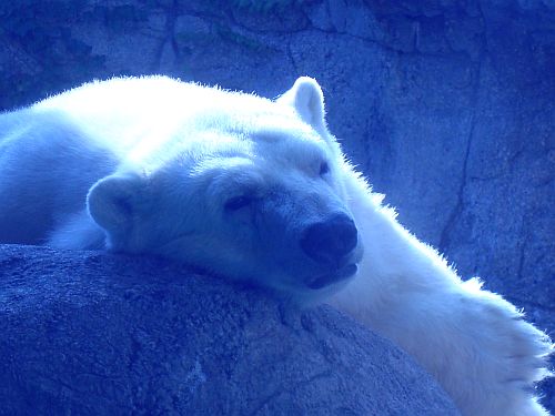 Polar Bear at the Indianapolis Zoo