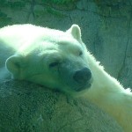 The Indianapolis Zoo Loses A Star – Tahtsa the Polar Bear