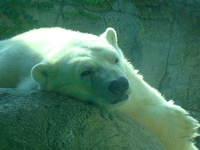 tahtsa-indianapolis-zoo-oldest-polar-bear